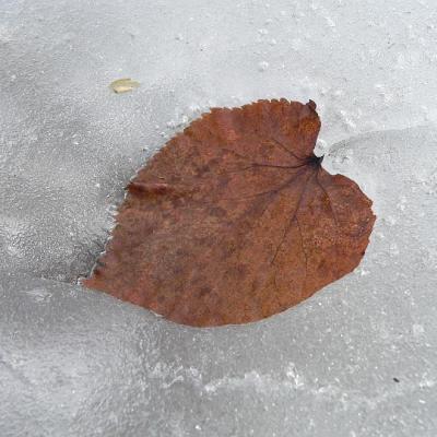 2008 Kuidas Elad Laemmijaerv 942 20170321 1950169428