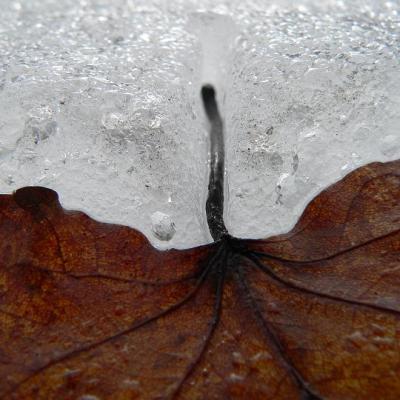 2008 Kuidas Elad Laemmijaerv 944 20170321 1596633624