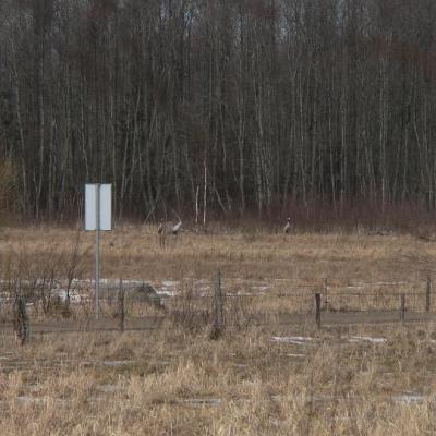 2008 Kuidas Elad Laemmijaerv 949 20170321 2097972442