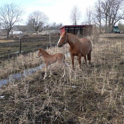 2008 Kuidas Elad Laemmijaerv 953 20170321 1891395739