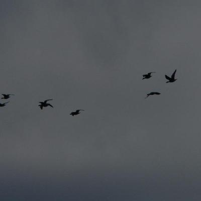 2008 Kuidas Elad Laemmijaerv 956 20170321 1497394760