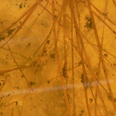 2008 Kuidas Elad Laemmijaerv 968 20170321 1110777873