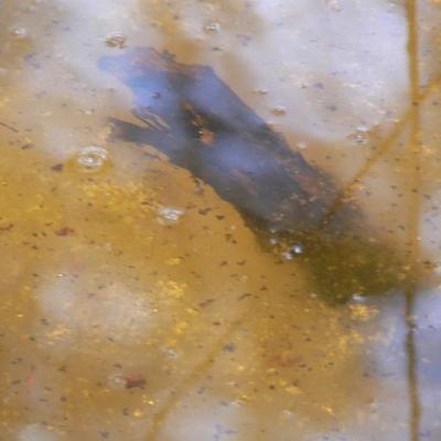 2008 Kuidas Elad Laemmijaerv 970 20170321 1390498434