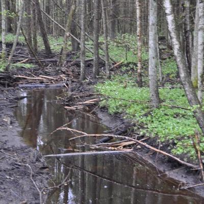 2009 Kuidas Elad Luitemaa 100 20170321 1191943902