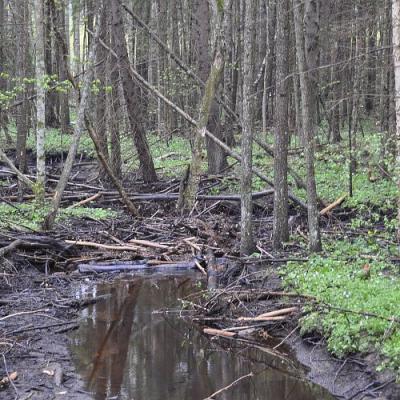 2009 Kuidas Elad Luitemaa 101 20170321 1198375205