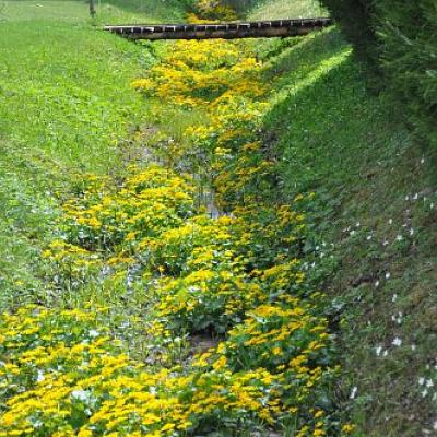 2009 Kuidas Elad Luitemaa 185 20170321 1294173608