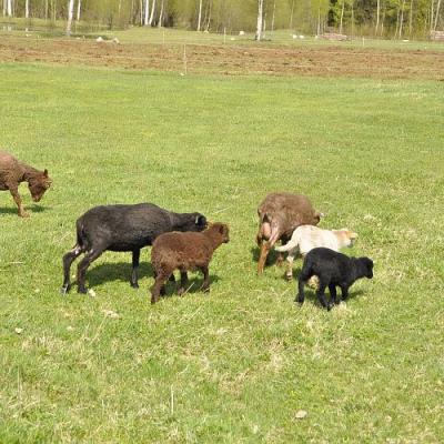 2009 Kuidas Elad Luitemaa 191 20170321 1615781764