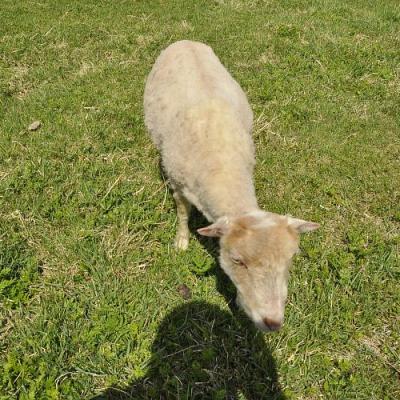 2009 Kuidas Elad Luitemaa 192 20170321 1193887968