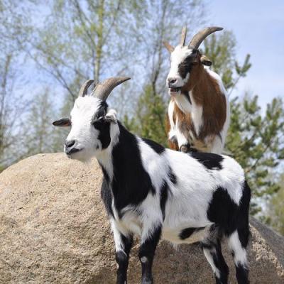 2009 Kuidas Elad Luitemaa 199 20170321 1073079772