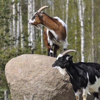 2009 Kuidas Elad Luitemaa 202 20170321 1302792535