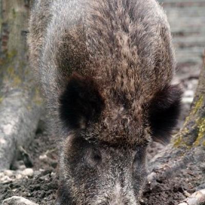 2010 Roheliste Rattaretk Kuidas Elad Vooremaa 73 20170321 1173912470