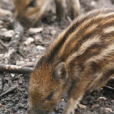 2010 Roheliste Rattaretk Kuidas Elad Vooremaa 74 20170321 1476172461