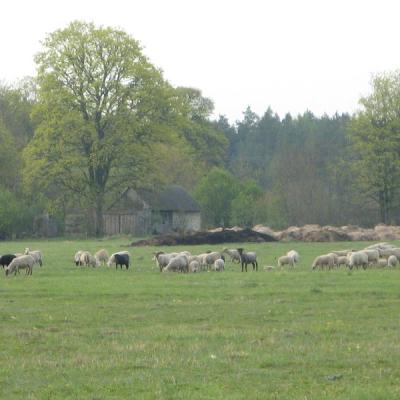 2011 Roheliste Rattaretk Kuidas Elad Saaremaa 247 20170321 1507487352