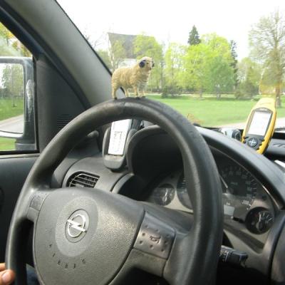 2011 Roheliste Rattaretk Kuidas Elad Saaremaa 249 20170321 1680518400