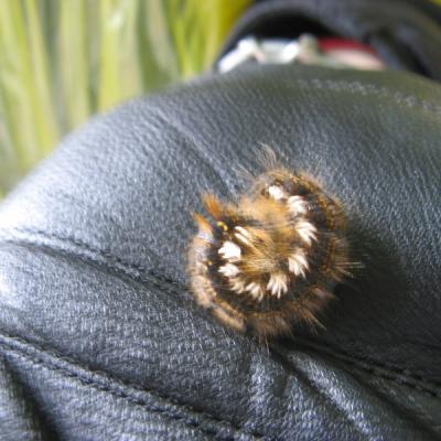 2011 Roheliste Rattaretk Kuidas Elad Saaremaa 257 20170321 1408969283