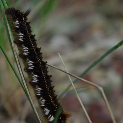 2011 Roheliste Rattaretk Kuidas Elad Saaremaa 283 20170321 1745305677