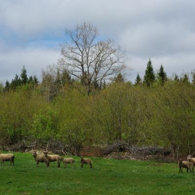 2011 Roheliste Rattaretk Kuidas Elad Saaremaa 315 20170321 1293667638