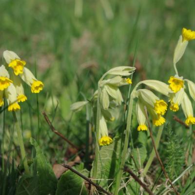 2011 Roheliste Rattaretk Kuidas Elad Saaremaa 323 20170321 1577720447