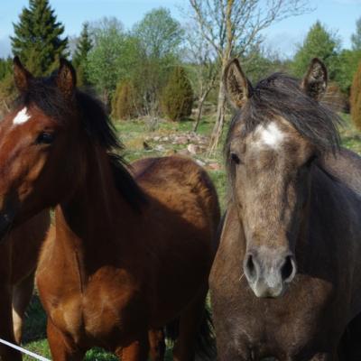 2011 Roheliste Rattaretk Kuidas Elad Saaremaa 326 20170321 1844247559