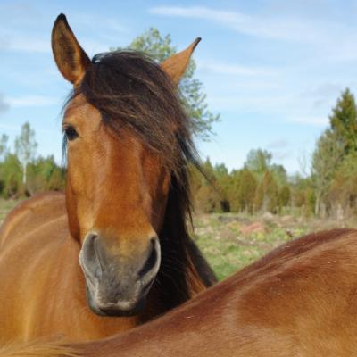 2011 Roheliste Rattaretk Kuidas Elad Saaremaa 329 20170321 1731902489