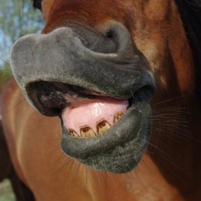 2011 Roheliste Rattaretk Kuidas Elad Saaremaa 330 20170321 1862115750