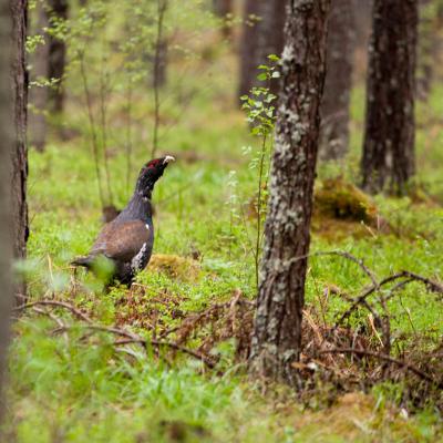 2012 Roheliste Rattaretk Kuidas Elad Mulgimaa 20170322 1413564273