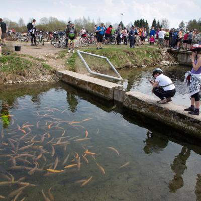 2013 Roheliste Rattaretk Kuidas Elad Pandivere 20170322 1633917278