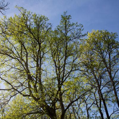 2014 Roheliste Rattaretk Kuidas Elad Maerjamaa 20170322 1413670506