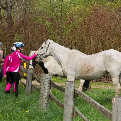 2014 Roheliste Rattaretk Kuidas Elad Maerjamaa 20170322 1880084469