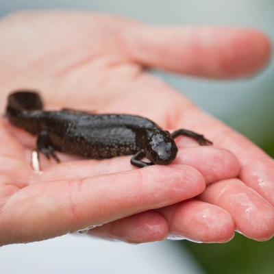 2015 Roheliste Rattaretk Kuidas Elad Haanjamaa 54 20180123 1366989054