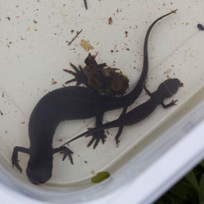 2015 Roheliste Rattaretk Kuidas Elad Haanjamaa 55 20180123 1936462961