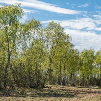 2017 Kuidas Elad Hiiumaa 436 20180124 1700739848