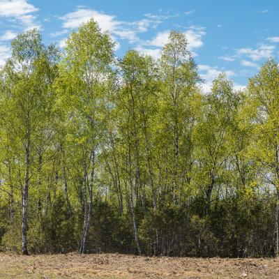 2017 Kuidas Elad Hiiumaa 438 20180124 1953171035